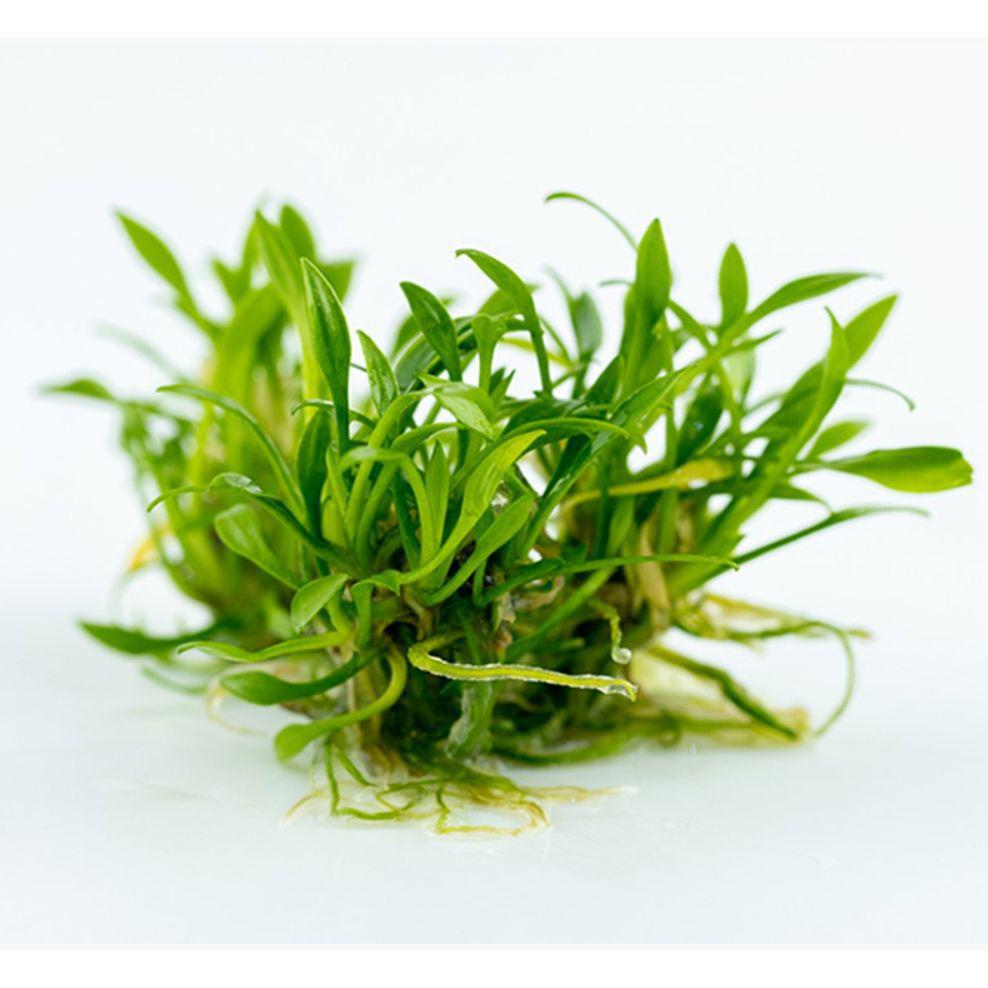 Tropica Cryptocoryne parva 1-2-Grow! Aquarium Plant close-up