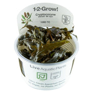 Tropica Cryptocoryne wendtii (Mi Oya) 1-2-Grow! Aquarium Plant