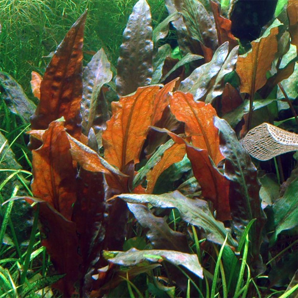 Tropica Cryptocoryne wendtii (Mi Oya) 1-2-Grow! Aquarium Plant in the 