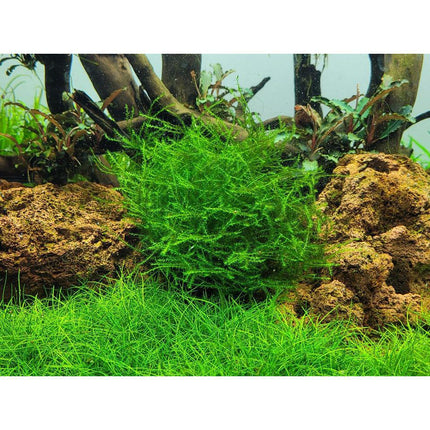 Tropica Leptodictyum riparium 1-2-Grow! Aquarium Plant in the aquarium