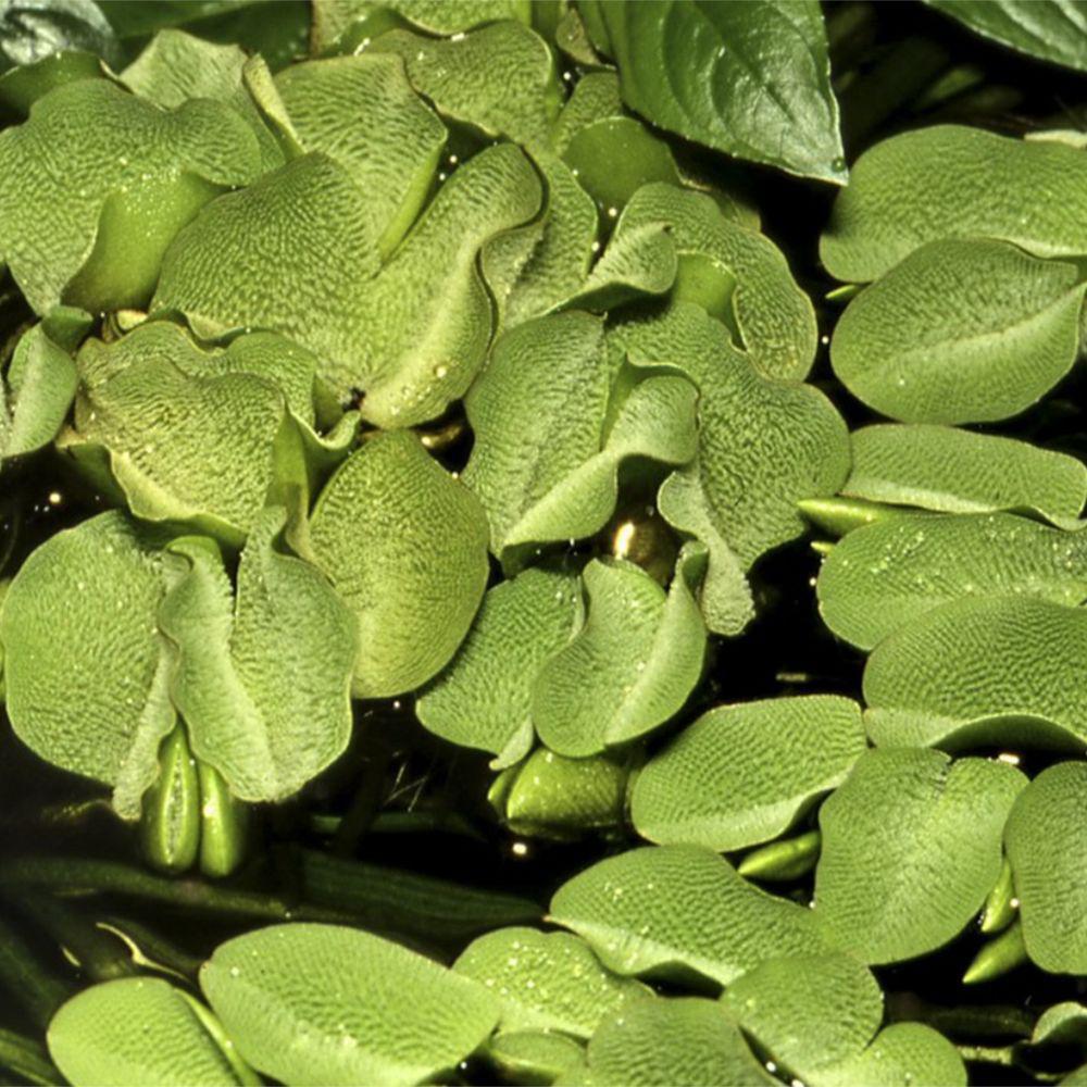 Tropica Salvinia minima 1-2-Grow! Aquarium Plant in the aquarium