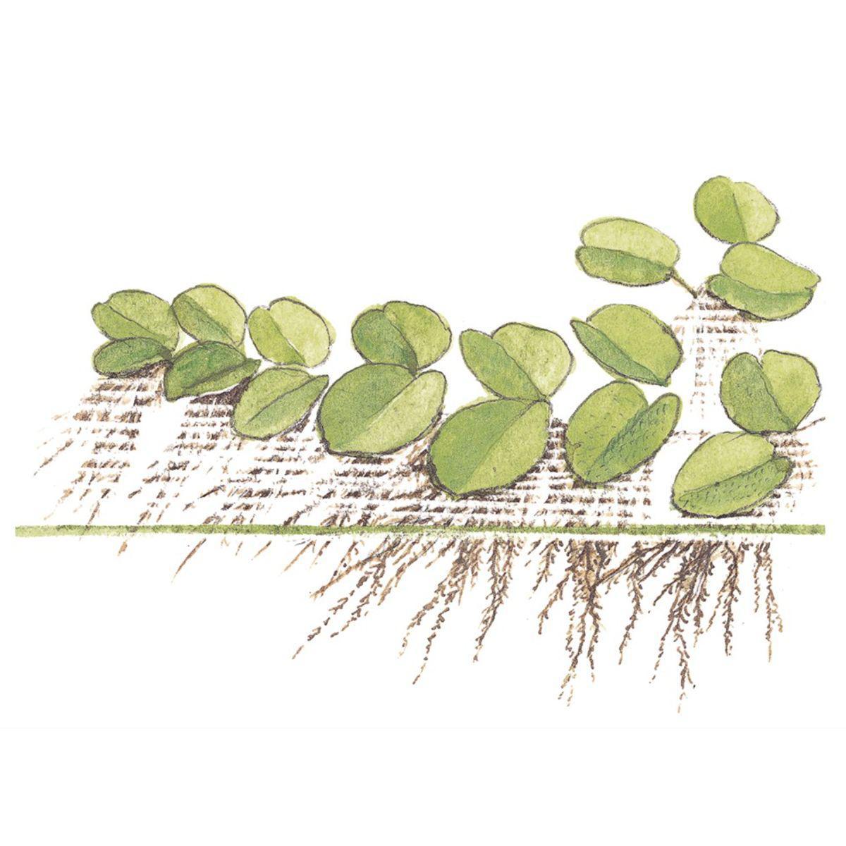 Illustration of Tropica Salvinia minima 1-2-Grow! Aquarium Plant