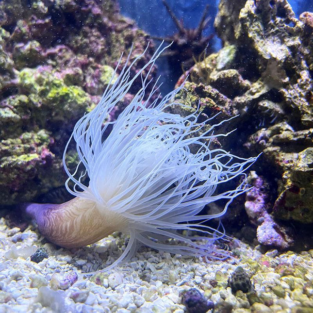 Tube Anemone - Common