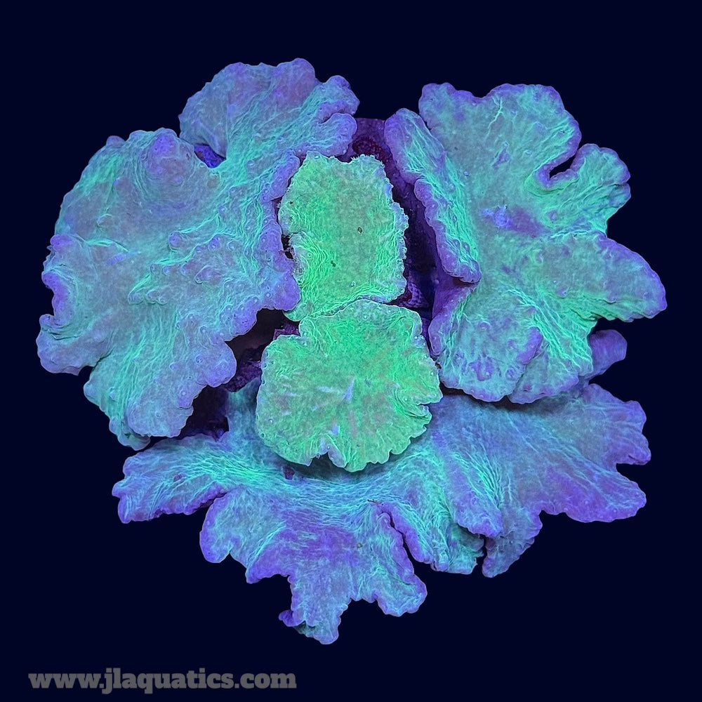 Ultra Cabbage Coral - U2