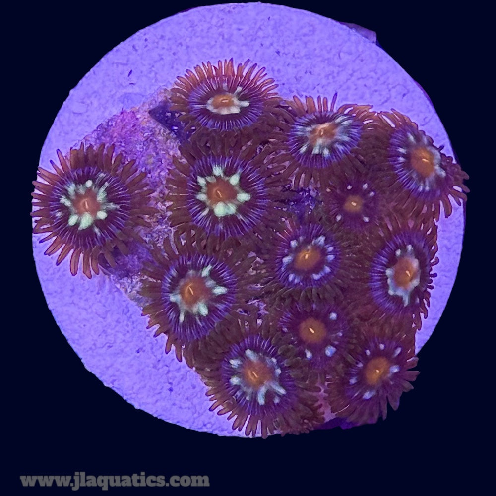 Pinwheel Zoa - U6
