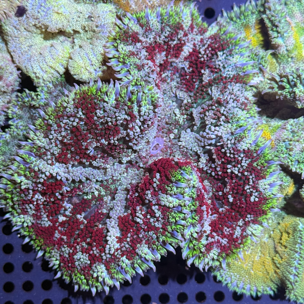 Ultra Maxi Mini Carpet Anemone