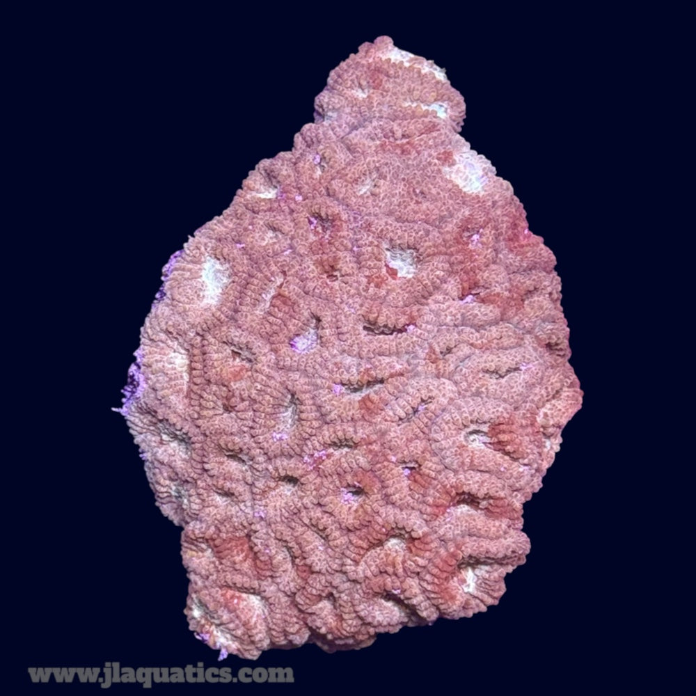 Favia Frag - V7