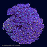 Gold Streak Clove Polyps - W3