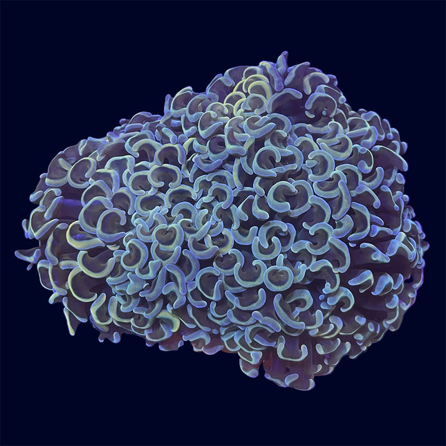 Wall Hammer - Gold - A28