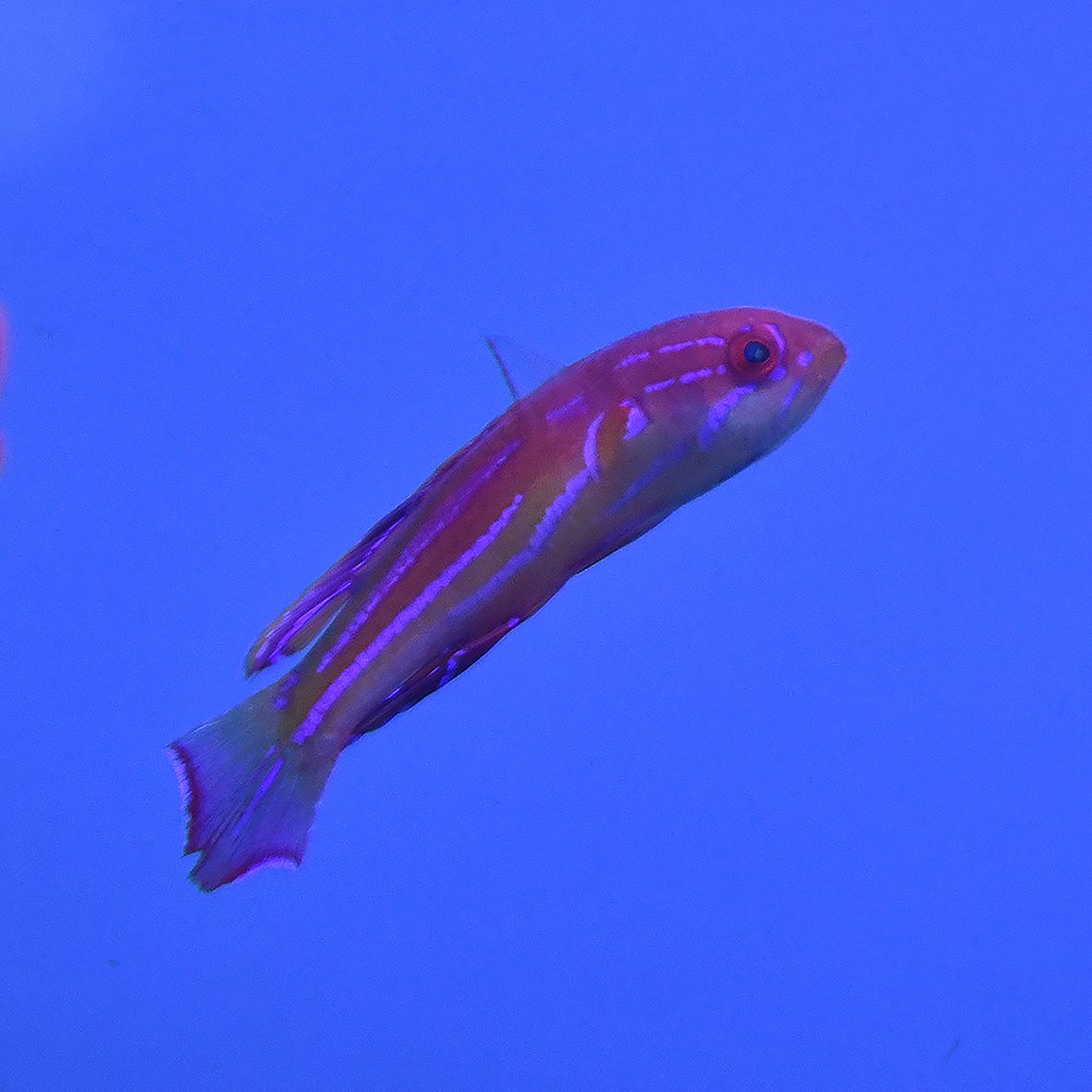 Diamond Tail Wrasse - Male