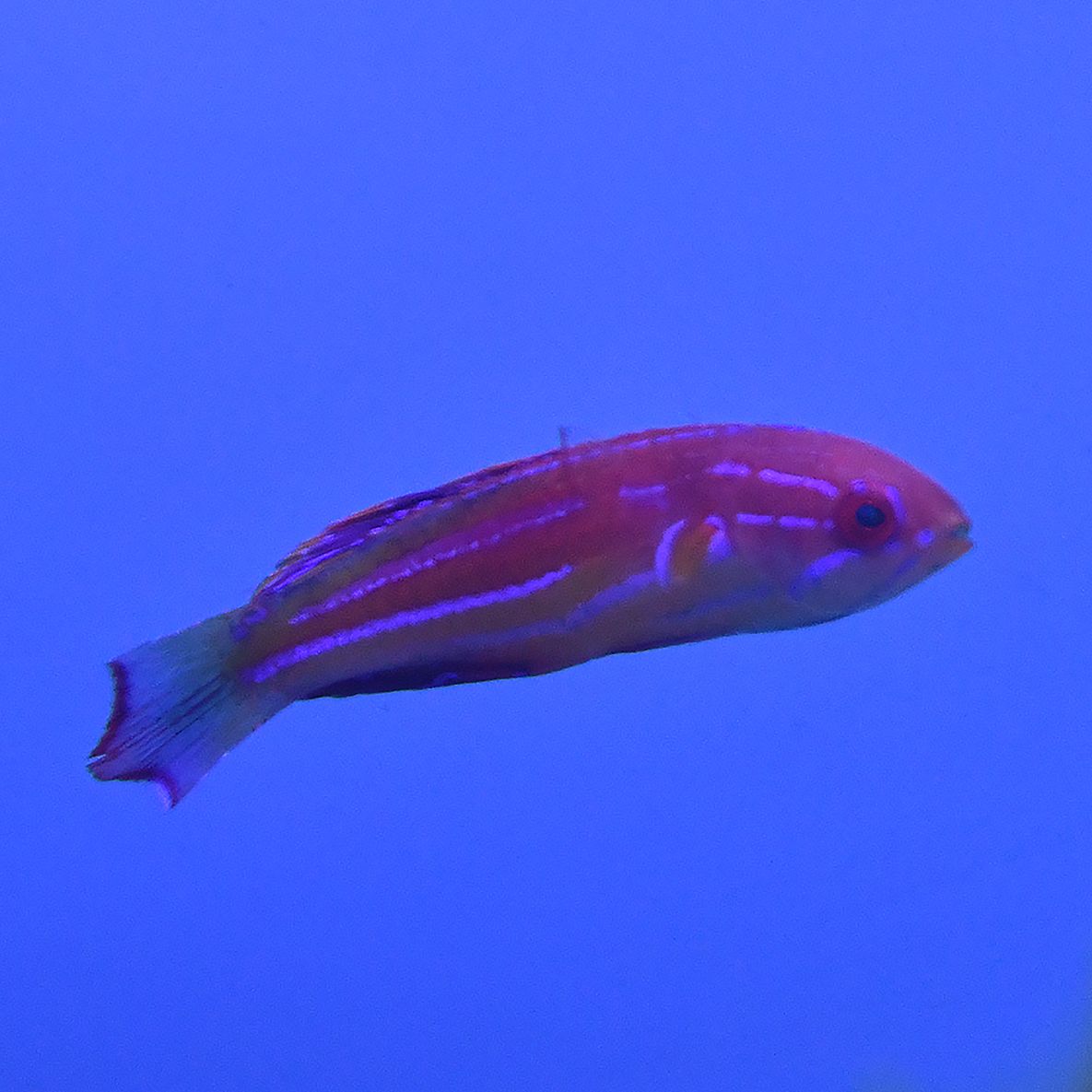 Diamond Tail Wrasse - Male