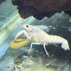 White Crayfish