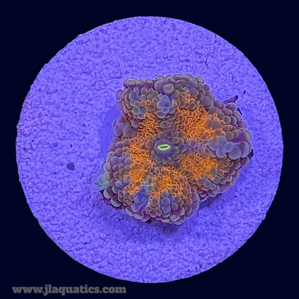 Orange Ricordea Yuma - X9
