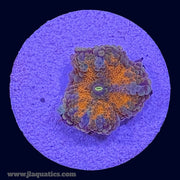 Orange Ricordea Yuma - X9