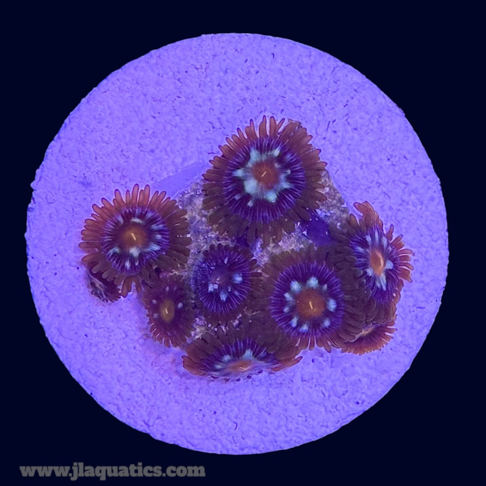Pinwheel Zoa - Y6