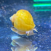 Yellow Apple Snail