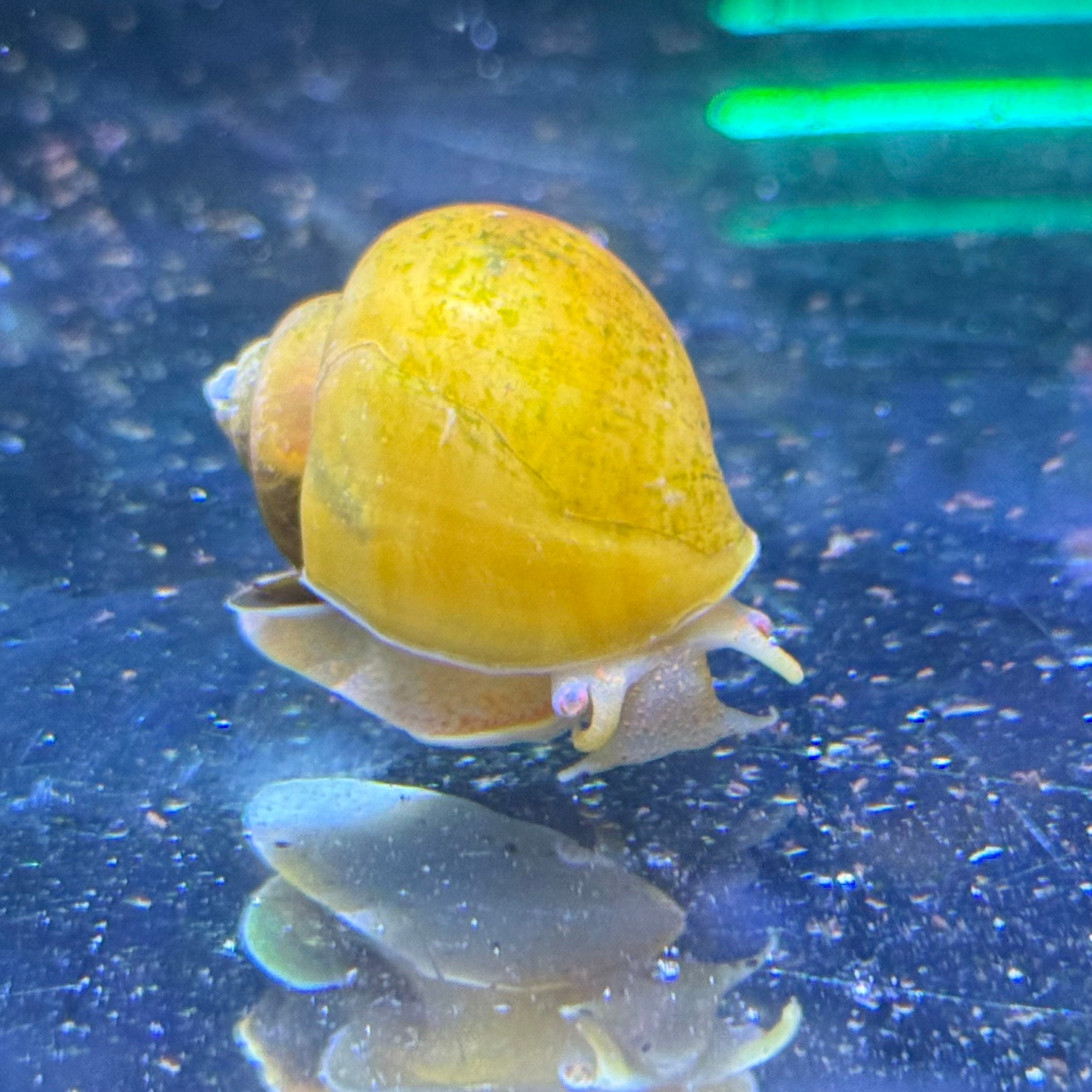 Yellow Apple Snail