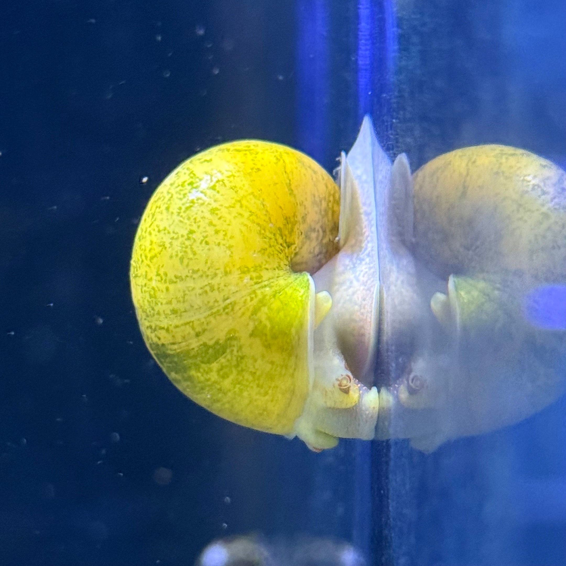 Yellow Apple Snail