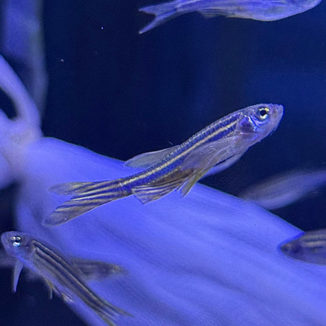 Zebra Danio