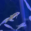 Zebra Danio