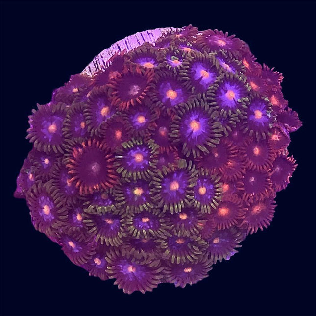 Zoa - Assorted - B16