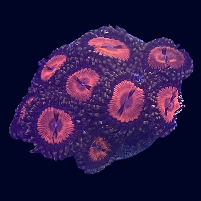 Zoa - Bloodsucker - C52