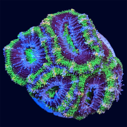 Acan - Assorted A Grade