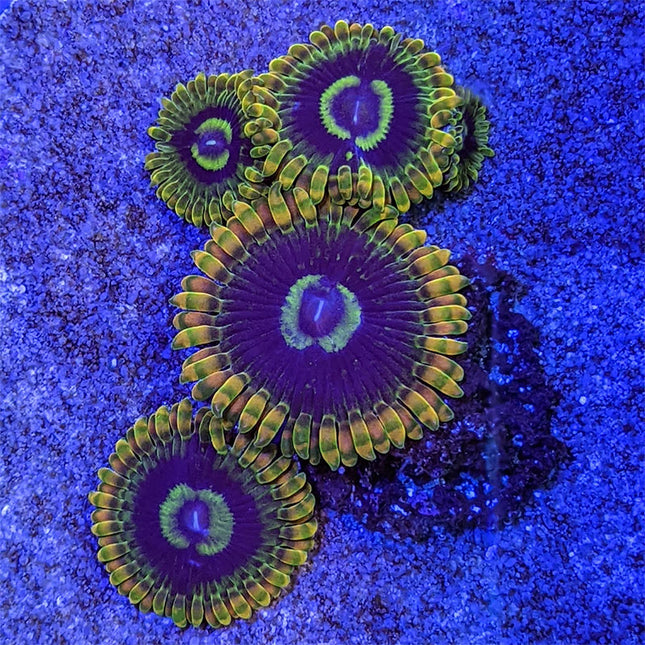 Yoda Zoa