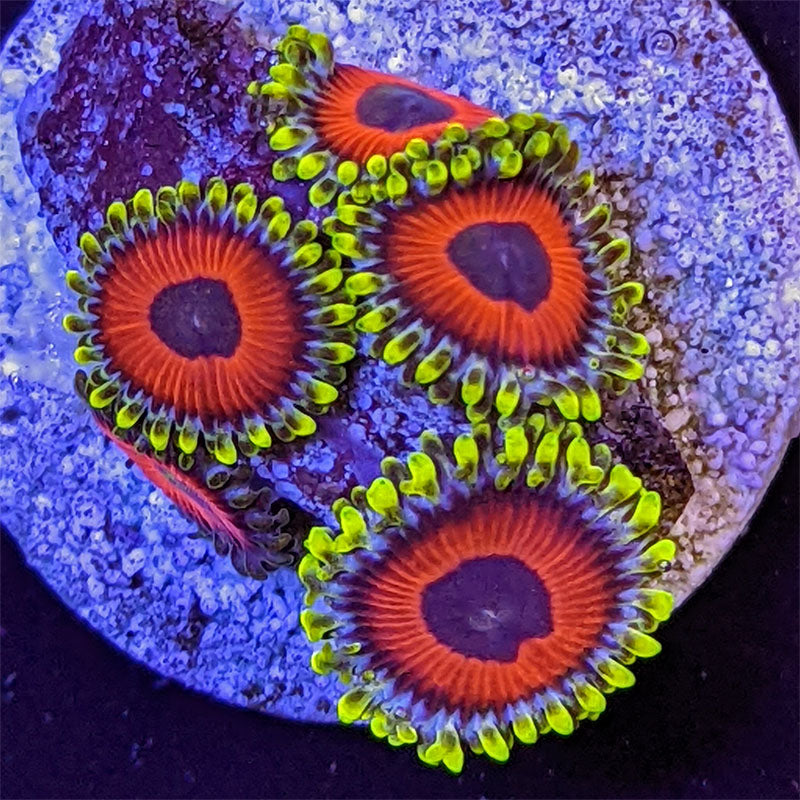 ZOA 　　　　　　　　　　　　　　　　　Z.O.A FOX_4528_large.jpg?v=1562540674