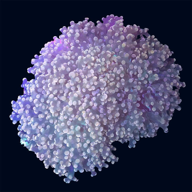 Frogspawn - B30