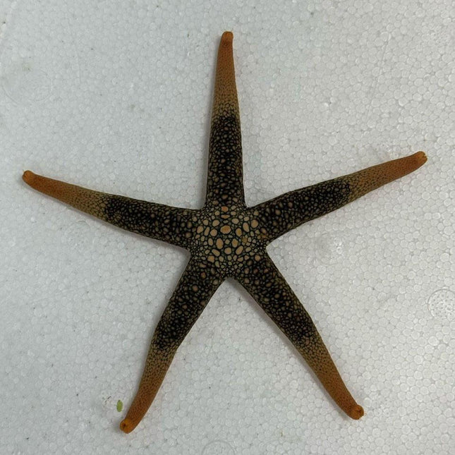 Orange Mesh Sea Star