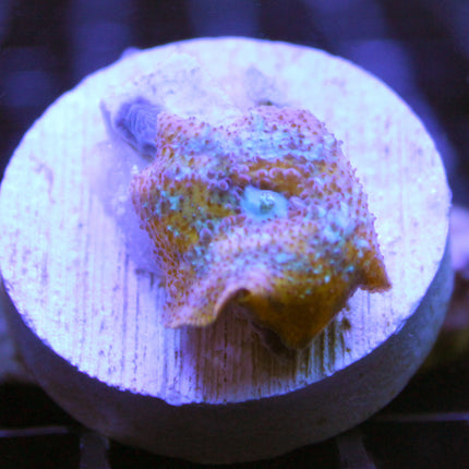 Buy Picasso Mushroom at www.jlaquatics.com