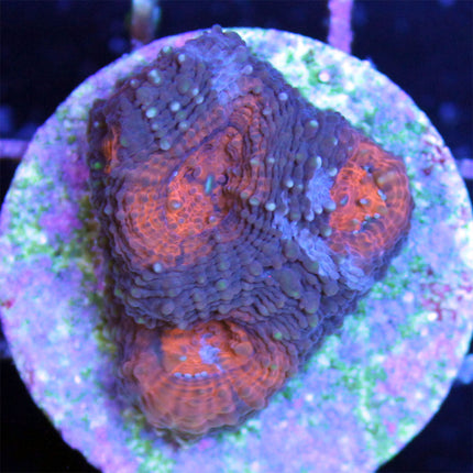 Acan - Echinata - Assorted Grade A