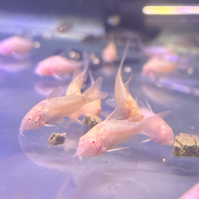 Albino Corydora