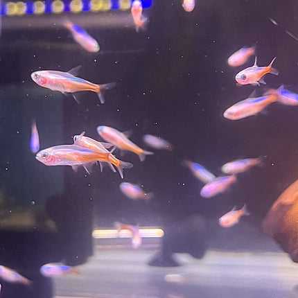 Albino Neon Tetra