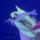 Amano Shrimp