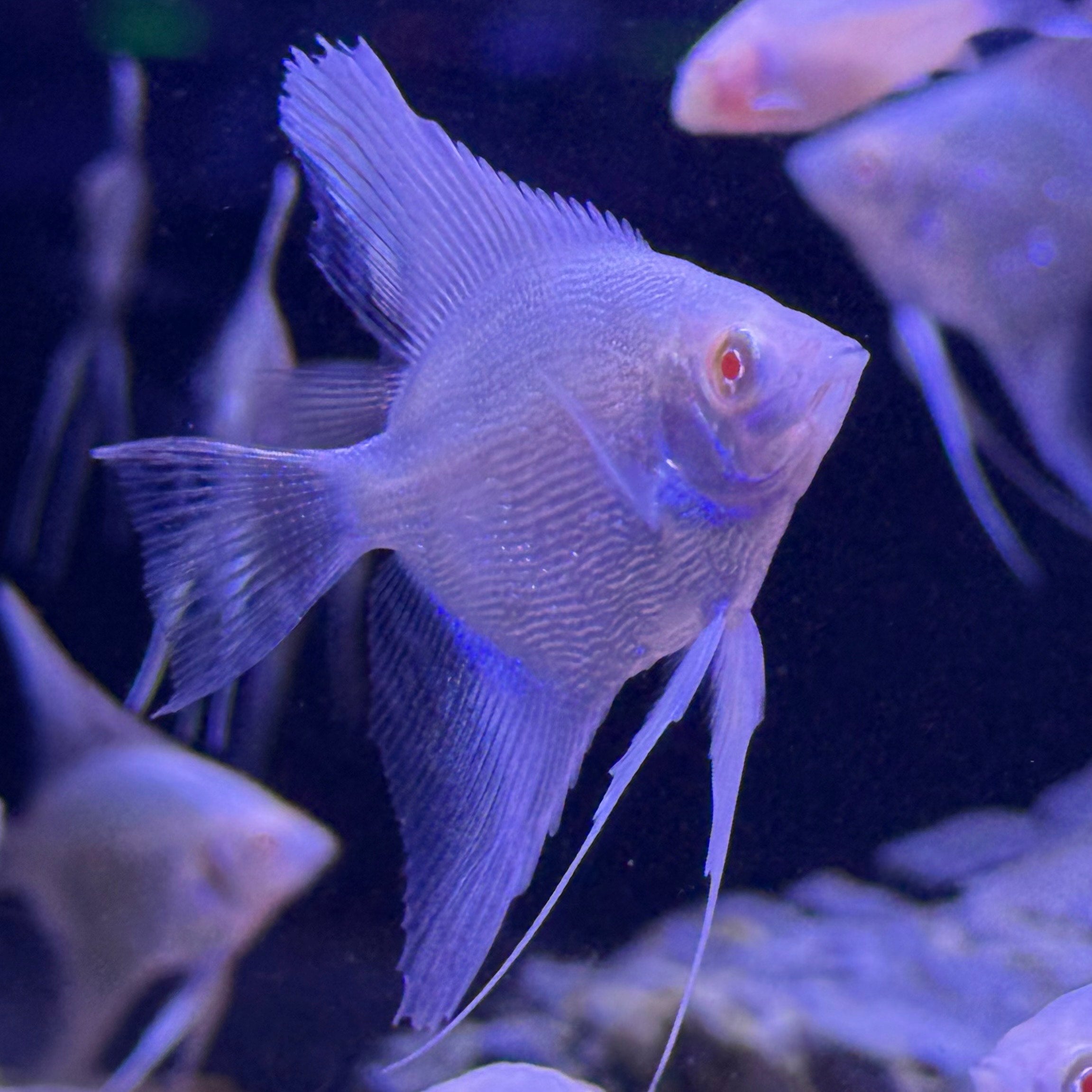 Albino Red Eye Angelfish