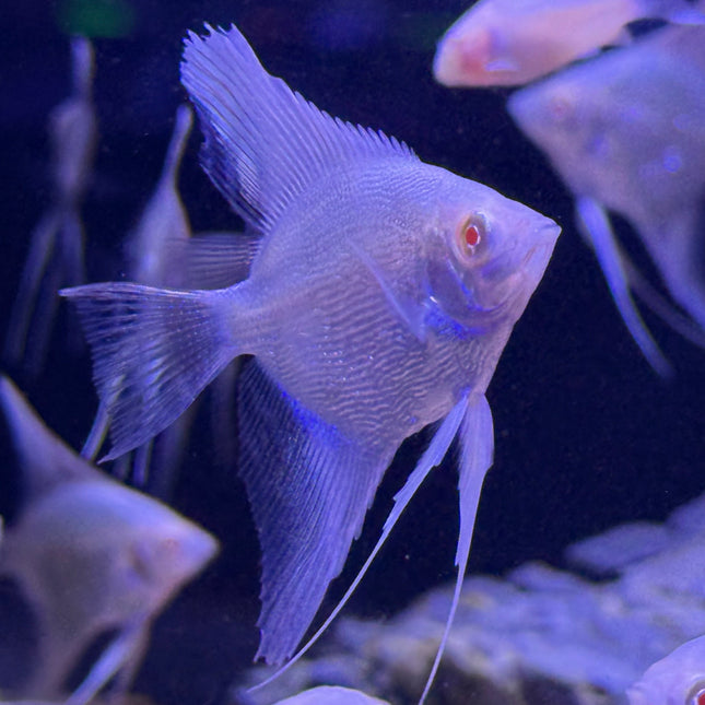 Albino Red Eye Angelfish