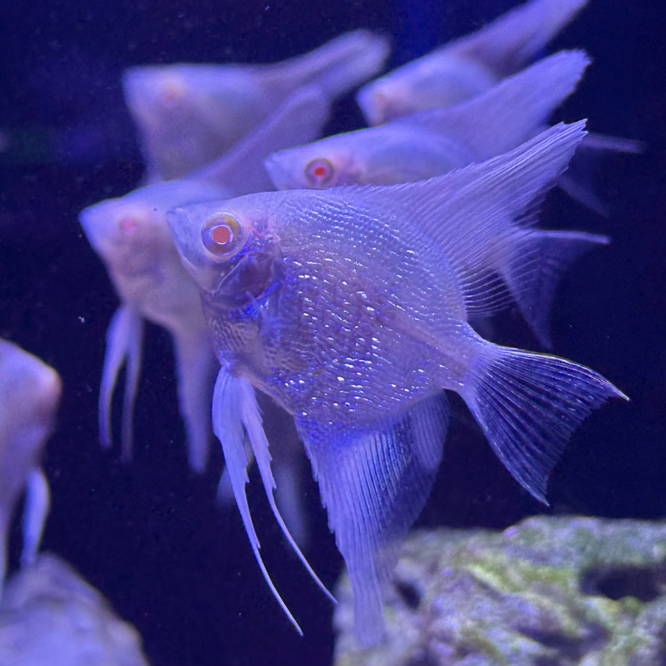 Albino Red Eye Angelfish