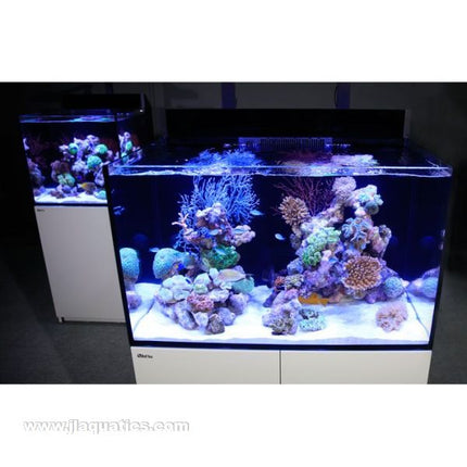 Red Sea Max E-Series 170 Aquarium stocked saltwater reef aquarium