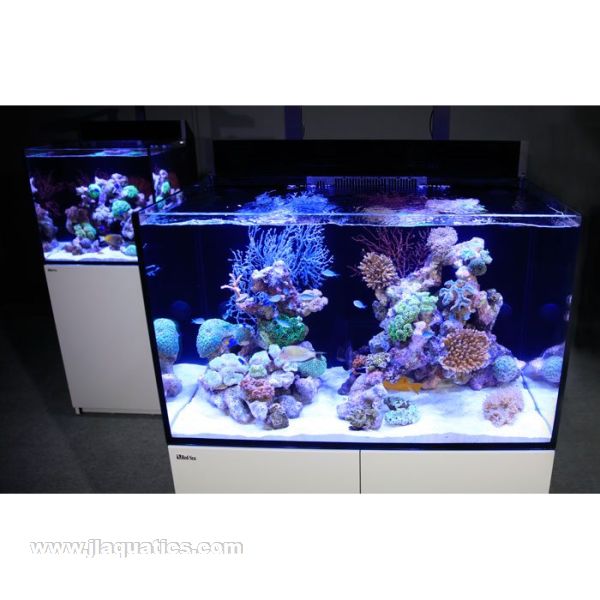 White White Red Sea Max E-Series 260 Aquarium top view of full aquarium