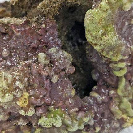Indonesian Live Aquarium Rock