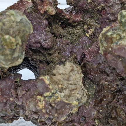Indonesian Live Aquarium Rock