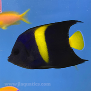 Asfur Angel (Red Sea)
