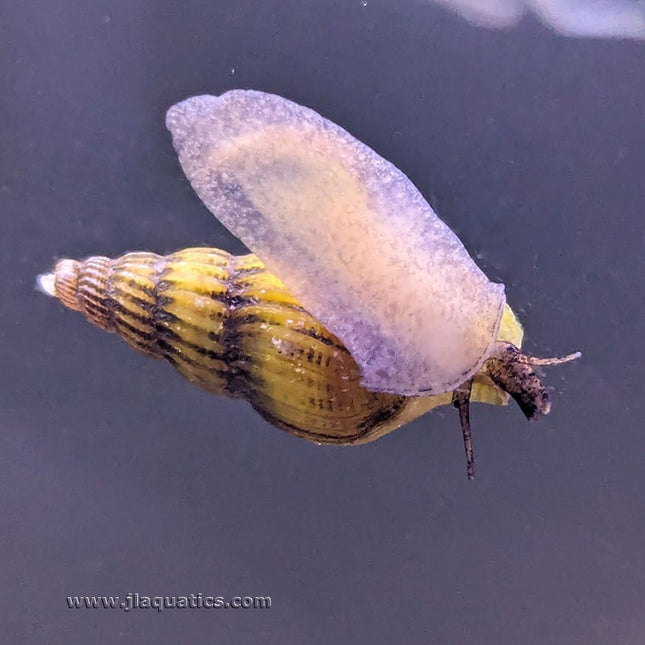 Assassin Snails