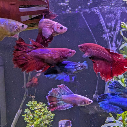 Betta - Assorted Female