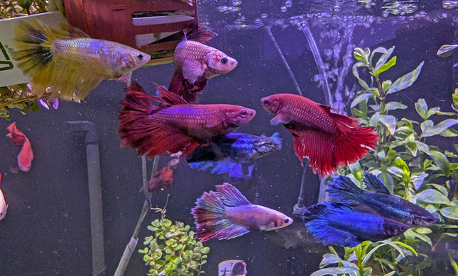 Betta - Assorted Female