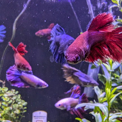 Betta - Assorted Female
