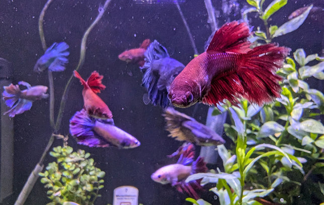 Betta - Assorted Female