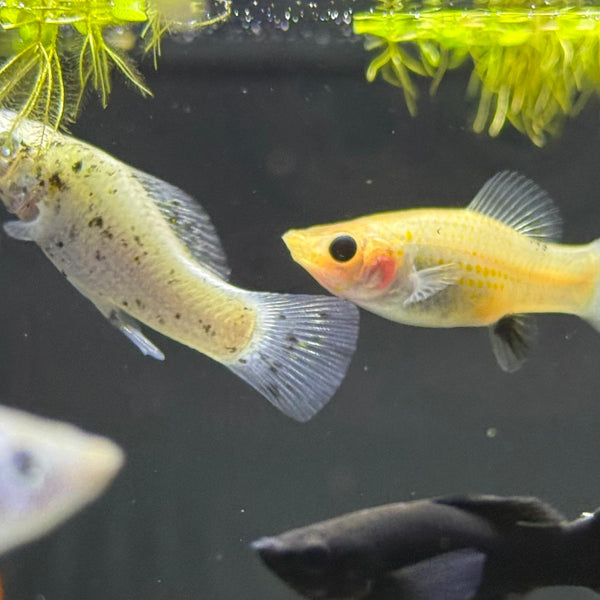 Assorted Molly | JLAquatics Canada – J&L Aquatics Ltd.